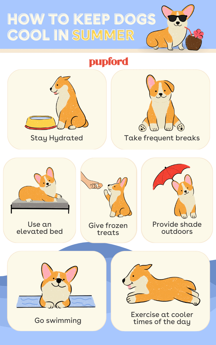 How to Keep Garage Cool for Dog